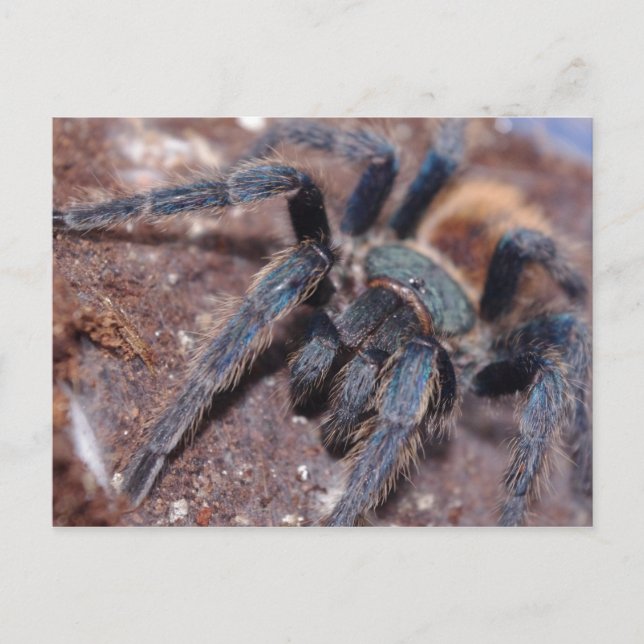 Postal Cartão Azul de Frasco Verde Postado (Frente)