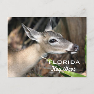 Postal Cartão chave dos cervos de Florida