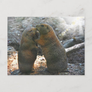 Postal Cartão com casal bonito da marmota