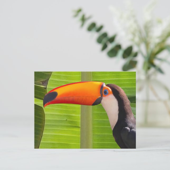 Postal Cartão com design Tucano (Em pé/Frente)