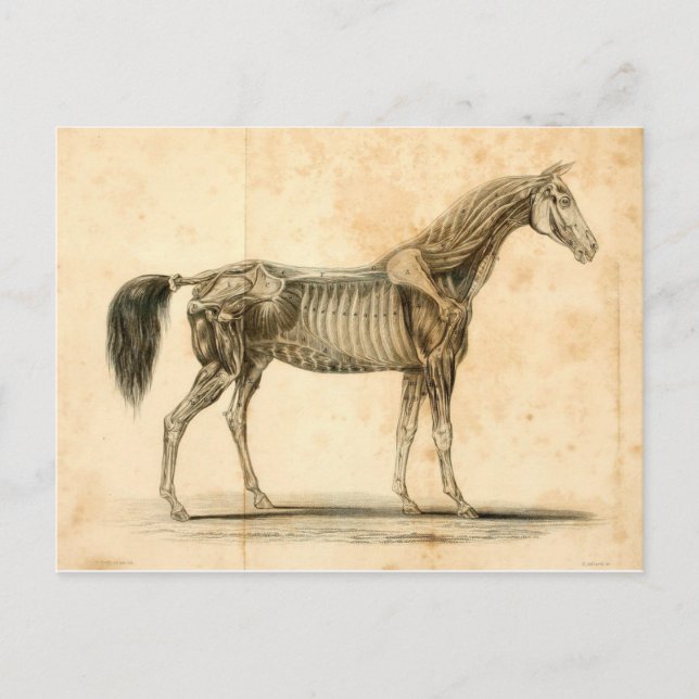 Postal Cartão da anatomia do cavalo mim (Frente)