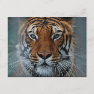Postal Cartão da cara do tigre