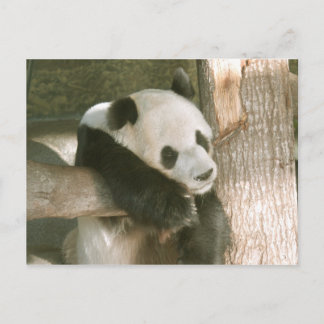 Postal Cartão da panda gigante