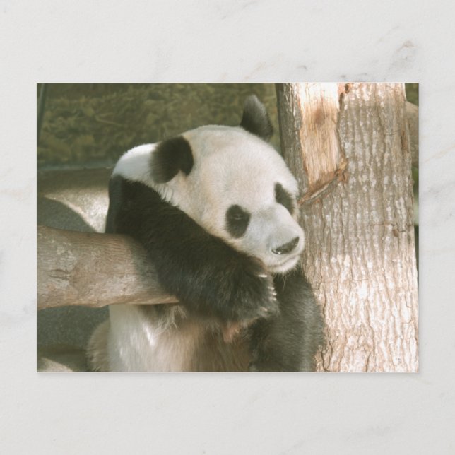 Postal Cartão da panda gigante (Frente)