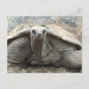Postal Cartão da tartaruga de Galápagos