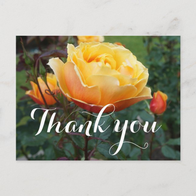 Postal Cartão de agradecimento About Face Rose #2 (Frente)