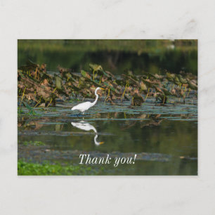 Postal Cartão de agradecimento com reflexo da Garça Branc