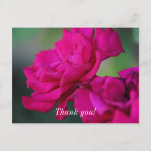 Postal Cartão de Agradecimento com Rosa Rosa Florescida
