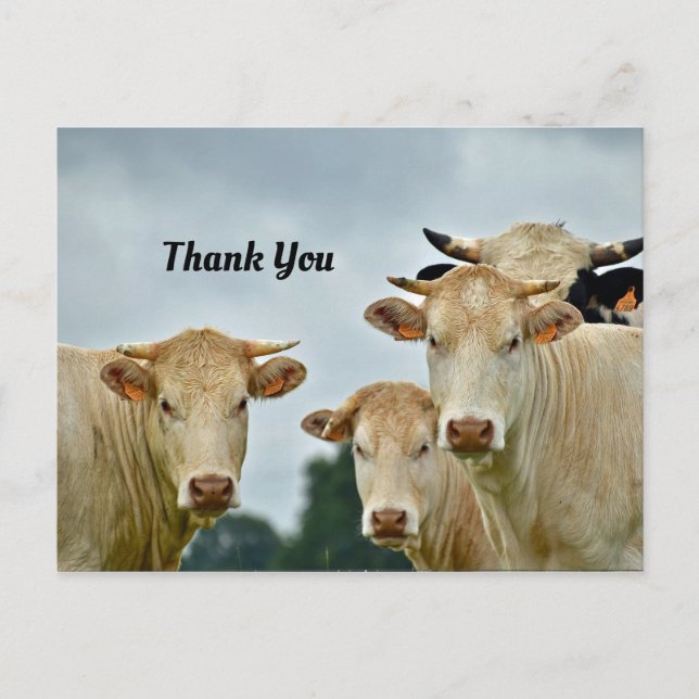 Postal Cartão de agradecimento das vacas (Frente)
