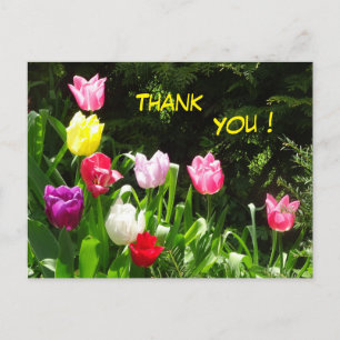 Postal Cartão de Agradecimento de Tulipas Coloridas