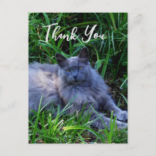 Postal Cartão de Agradecimento do Gato Azul Russo Fofinho