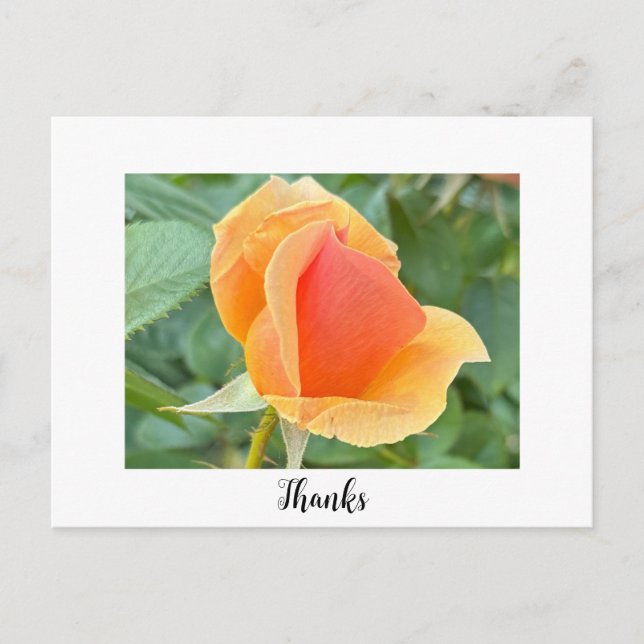 Postal Cartão de agradecimento Rosebud (Frente)