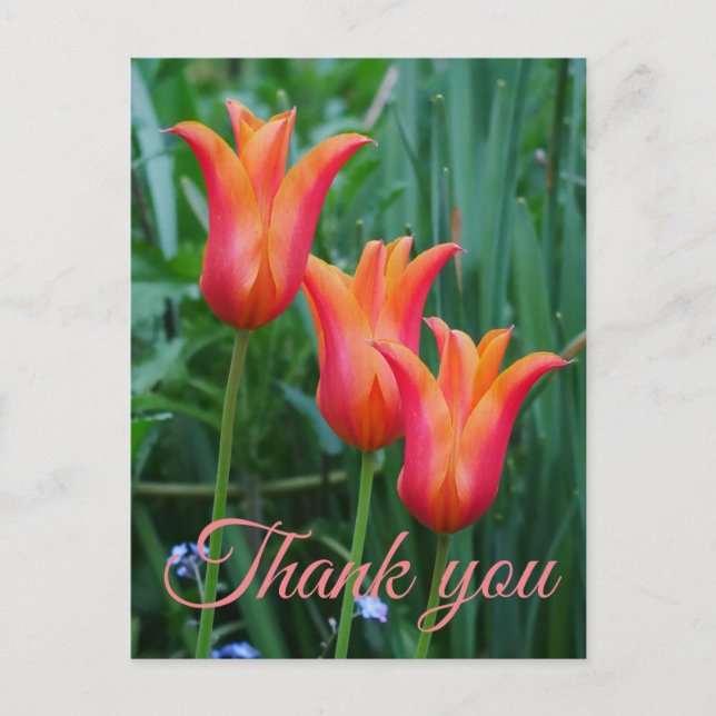 Postal Cartão de agradecimento Tulipas (Frente)