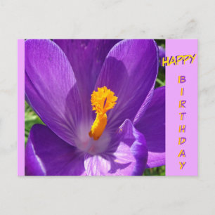 Postal Cartão de Aniversário Close-Up de Crocus