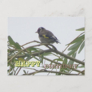 Postal Cartão de Aniversário Colorido do Pintassilgo