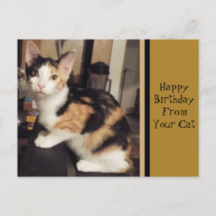Postal Cartão de Aniversário Da Sua Gata