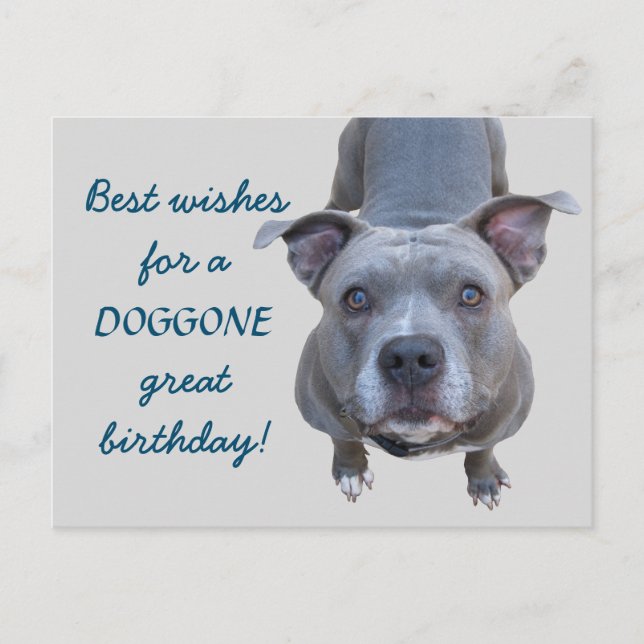 Postal Cartão de Aniversário do Excelente Pitbulgo (Frente)