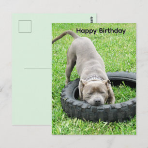 Postal Cartão de aniversário do jovem Staffordshire Bull