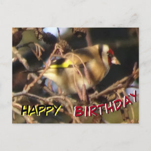 Postal Cartão de Aniversário do Pintassilgo Fofo de Perto