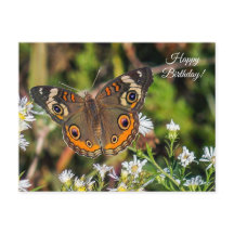 Cartão de Aniversário Feliz de Buckeye Butterfly