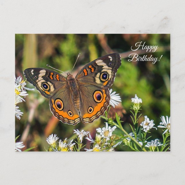 Postal Cartão de Aniversário Feliz de Buckeye Butterfly (Frente)