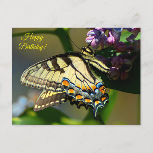 Postal Cartão de Aniversário Tiger Swallowtail