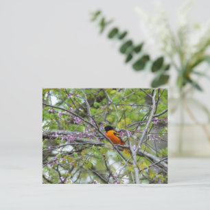 Postal Cartão de Boas-vindas do Baltimore Oriole