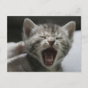 Postal Cartão de bocejo do gatinho