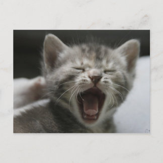 Postal Cartão de bocejo do gatinho