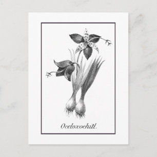 Postal Cartão de colheita de flores de tigre