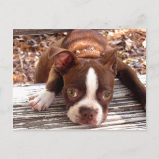 Postal Cartão de Condolências Boston Terrier