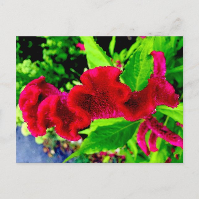 Postal Cartão de Cristata do Celosia de Sgantzos (Frente)