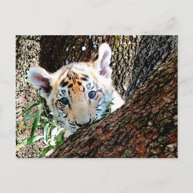 Postal Cartão de Cub de tigre (Frente)