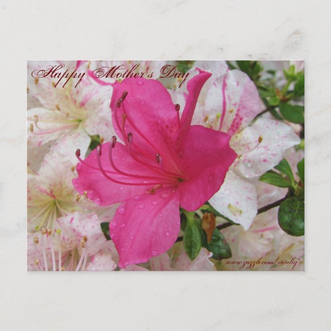 Postal Cartão de Dia de as mães feliz (Frente)