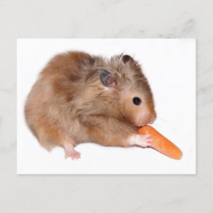 Postal Cartão de dieta de hamster