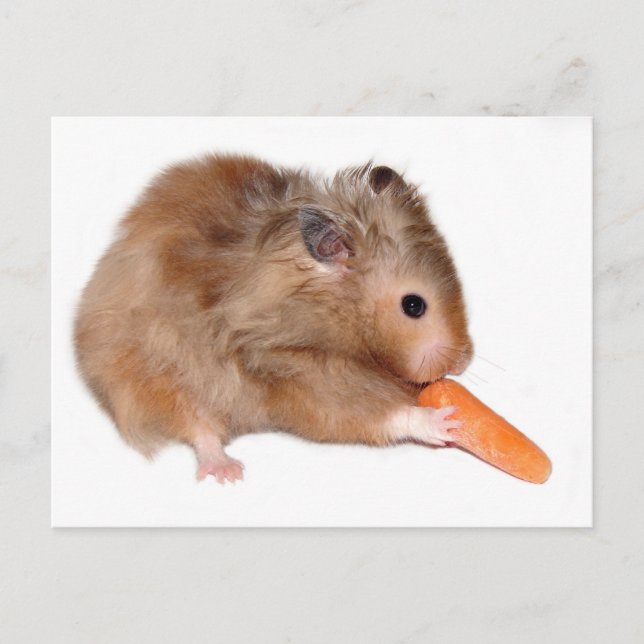 Postal Cartão de dieta de hamster (Frente)