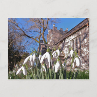 Postal Cartão de Dorset Snowdrops