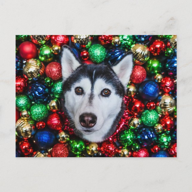 Postal Cartão de Enfeites de natal Siberian Husky (Frente)