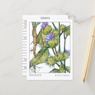 Postal Cartão de Estudo de Plantas Herbais com Materia Me