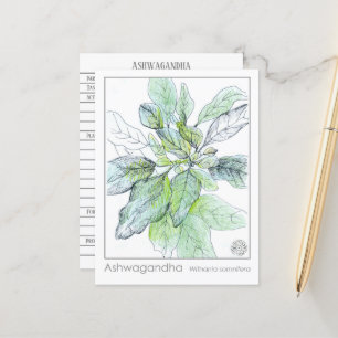 Postal Cartão de Estudo Herbal Ashwagandha Materia Medica