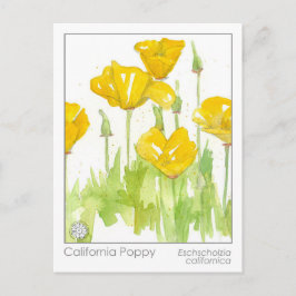 Postal Cartão de Estudo Herbal da California Poppy Materi
