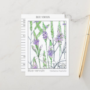 Postal Cartão de Estudo Herbal Medica Matéria Vervain Azu