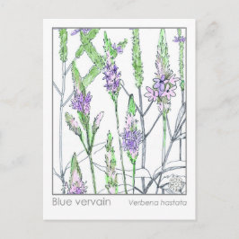 Postal Cartão de Estudo Herbal Medica Matéria Vervain Azu