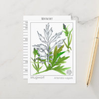 Cartão de Estudo para Herbívoros Medicinais de Mug