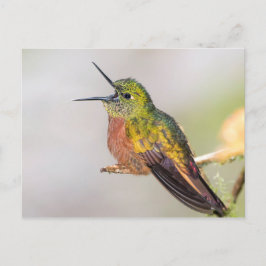 Postal Cartão de fala do colibri