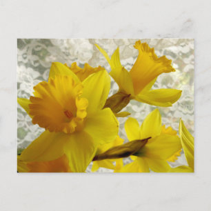 Postal Cartão de Férias de Primavera Narciso