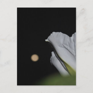 Postal Cartão de flor