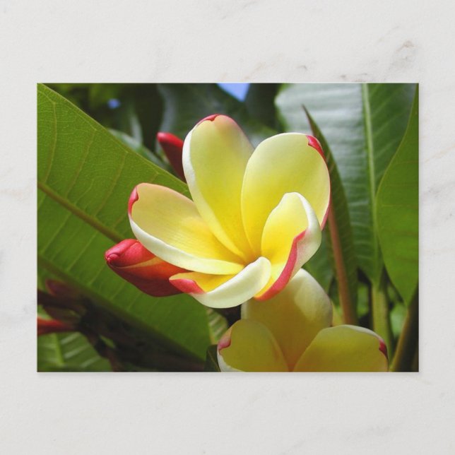 Postal cartão de flor amarelo (Frente)
