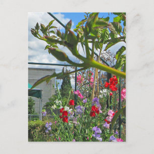 Postal Cartão de Galá da Ervilha-de-cheiro