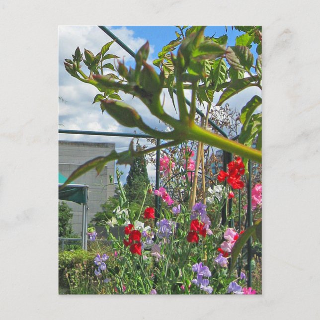 Postal Cartão de Galá da Ervilha-de-cheiro (Frente)